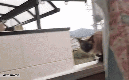 cat_jumps_off_balcony_ledge.gif