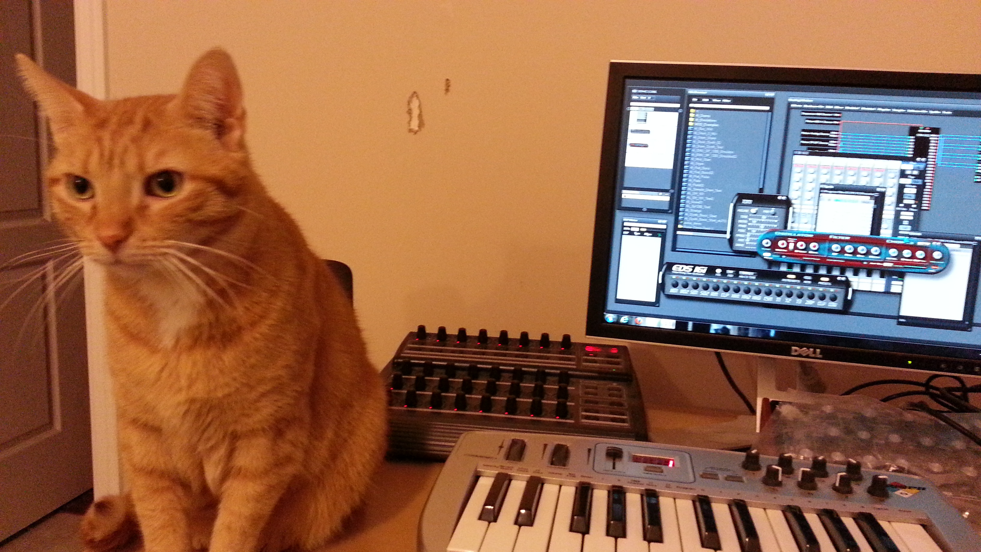 Studio_Cat.jpg