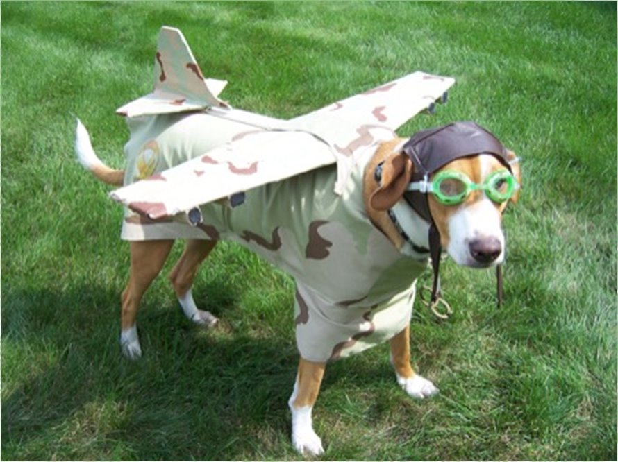 dogplane.jpg