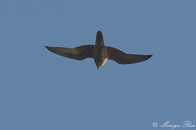 MR_valk spec - juv - 20111023b.jpg