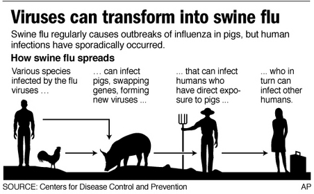 large_SWINE_FLU_STRAIN.jpg