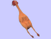 chicken173.jpg